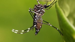 AedesEgyptiMosquito