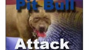 PitbullAttack