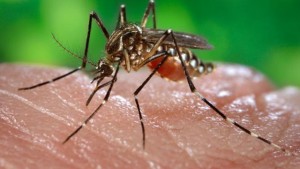 The Aedes aegypti mosquito carries the chikungunya fever and dengue fever diseases. 