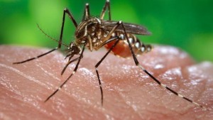 The Aedes aegypti mosquito carries the chikungunya fever and dengue fever diseases.