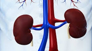 kidney-1