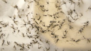 Aedes Mosquito-1