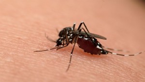 zika-1