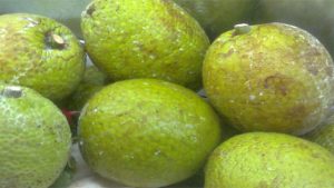 breadfruit-1