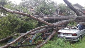 There were several reports of downed trees and poles crashing into vehicles