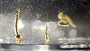 Aedes aegypti mosquito larvae swim in a container at the Florida Mosquito Control District Office in Marathon in August. More federal money finally is available to fight Zika, even as the news worsens. Babies who at first seem to have escaped the virus’ devastating hallmark defect — an abnormally small head at birth — might not be out of the woods after all. 