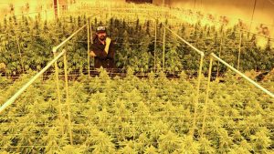Damian Marley in a cannabis grow space in Denver, Colorado run in partnership with TruCannabis.